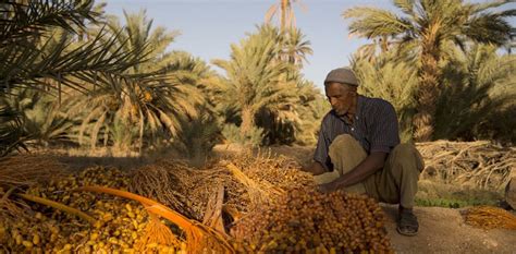 Les oasis sahariennes, rempart menacé contre la désertification.